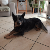 Australian cattle dog