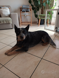 Australian cattle dog