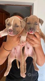 Cuccioli pitbull