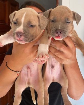 Cuccioli pitbull