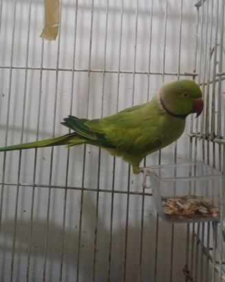 Pappagallo parrocchetto dal collare 9anni parlante