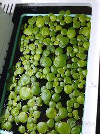 Limnobium laevigatum