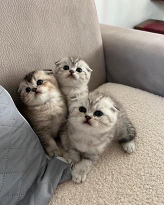 Disponibili dolcissimi gattini