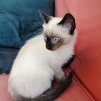 Ricerco gatta da monta simil siamese