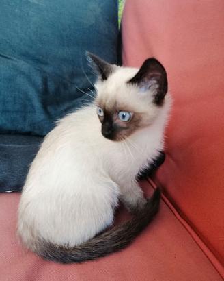 Ricerco gatta da monta simil siamese
