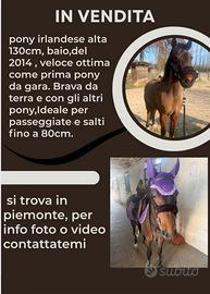 Vendita pony irlandese 130cm
