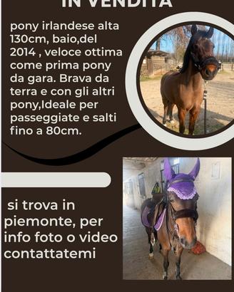 Vendita pony irlandese 130cm