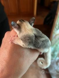 Petauro dello zucchero