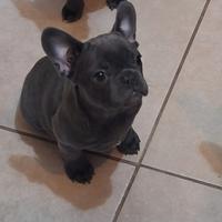 Bulldog francese total blu esotico