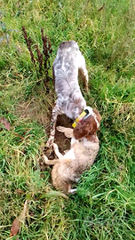 Cane setter inglese femmina