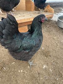 Galline Australorp