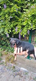 Cuccioli disponibili di 2 mesi