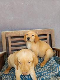 Cuccioli Labrador