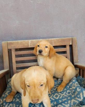 Cuccioli Labrador