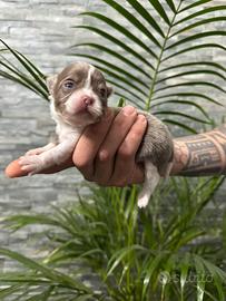 Chihuahua cuccioli lilac con pedigree