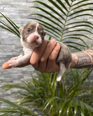 Chihuahua cuccioli lilac con pedigree