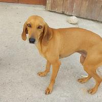 Valentina ed Alice SEGUGE di 1 anno e mezzo