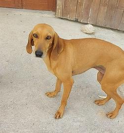 Valentina ed Alice SEGUGE di 1 anno e mezzo