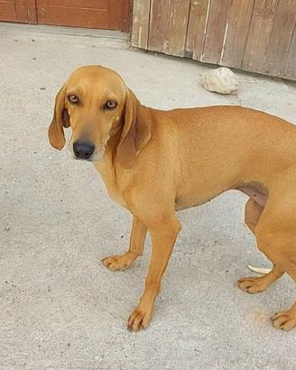 Valentina ed Alice SEGUGE di 1 anno e mezzo