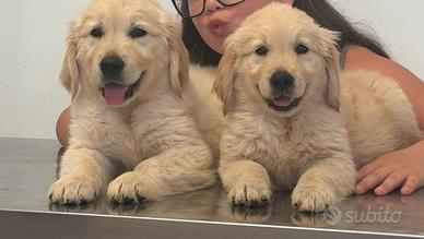 Cuccioli Golden Retriever