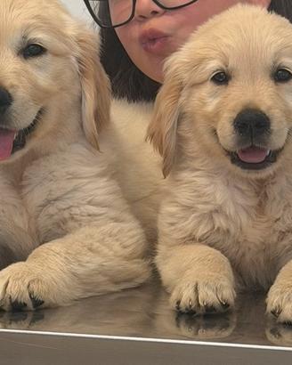 Cuccioli Golden Retriever