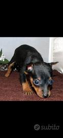 Cuccioli di pincher toy