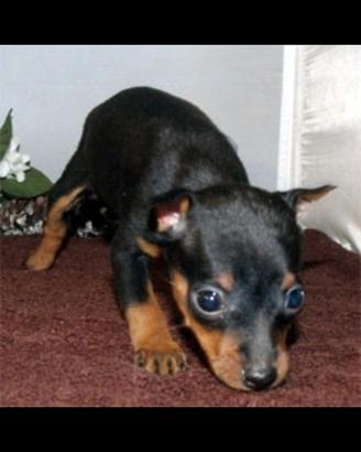 Cuccioli di pincher toy