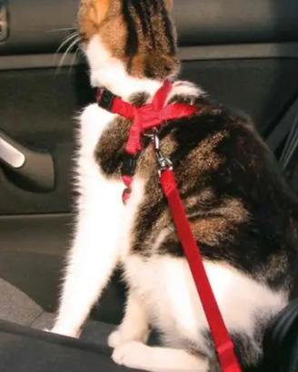 Pettorina con cintura auto gatti