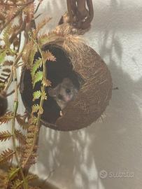 Mini ghiri