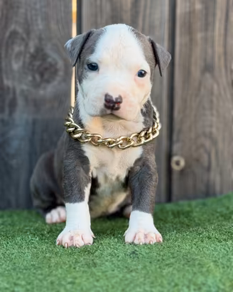 Pitbull