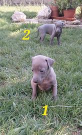 Cuccioli piccolo levriero italiano