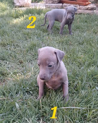 Cuccioli piccolo levriero italiano