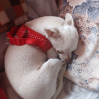 Ciwawa per accoppiamento