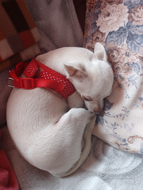 Ciwawa per accoppiamento