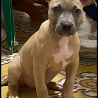 Pitbull