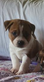 Jack russel terrier