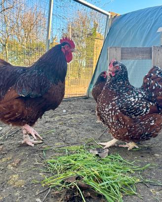 Galline Orpington