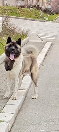Akita Americano disponibile per monta