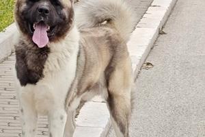 Akita Americano disponibile per monta