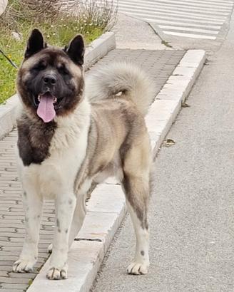 Akita Americano disponibile per monta