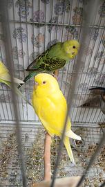 Pappagallo Cocorita Lutina