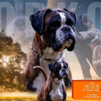 Cucciolo di razza boxer