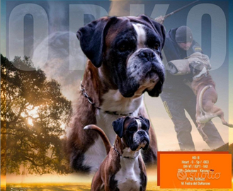 Cucciolo di razza boxer