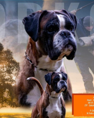 Cucciolo di razza boxer