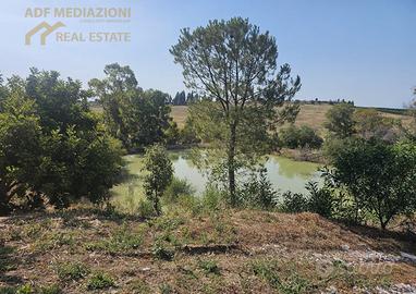 3,5 H. Di Agrumeto Giovane e Adulto