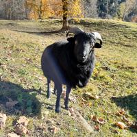 Pecora nana ouessant