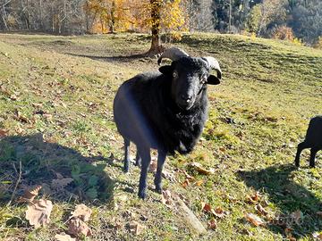 Pecora nana ouessant