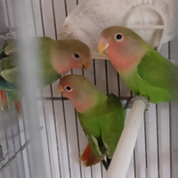 Inseparabili
