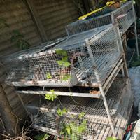 Gabbie per conigli
