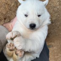 Husky